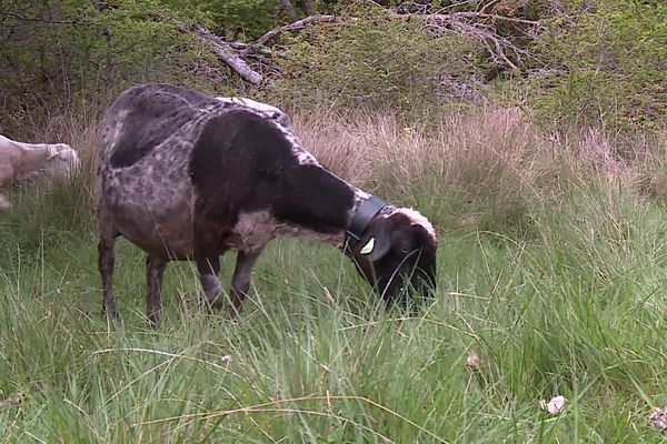 Un berger de Tourettes sur Loup doit trouver de l’eau et du foin pour ses 600 bêtes.