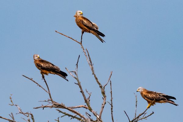 Les oiseaux  comme les milan royaux sont-ils menacés par le projet de ligne à très haute tension ? C'est ce que les experts ont voulu vérifier dans le Gard, le long du tracé très controversé de la ligne THT entre Jonquières-Saint-Vincent et Fos-sur-Mer. Les ornithologues veulent alerter sur les risques d'électrocution. (Photo d'illustration)