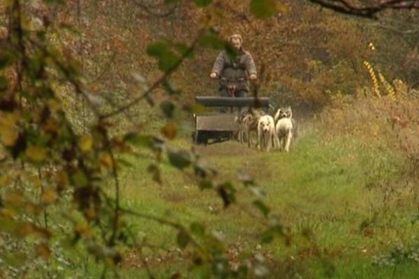 Jérôme Laveau s'entraîne en Sologne pour les championnats d'Europe de mushing des 28, 29&30 novembre 2014 à Lamotte-Beuvron (Loir-et-Cher)