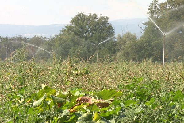 La préfecture de la Loire place une partie du département en alerte sécheresse renforcée. Les agriculteurs restent sereins.