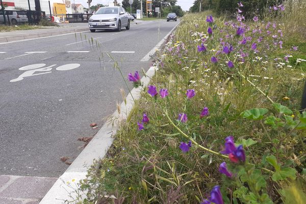 L'un des prairies urbaines dans le quartier de la Cépière à Toulouse installée depuis le mandat de Pierre Cohen (2008-2014)