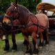 La Calèche Gourmande, tirée par deux superbes chevaux ardennais, s'apprête à accueillir ses premiers convives ce week-end.