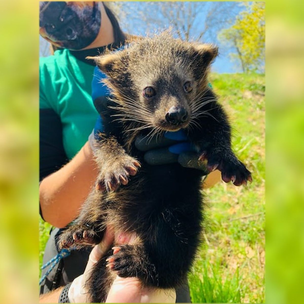 Parc Animalier D Auvergne Naissance Exceptionnelle D Un Bebe Binturong