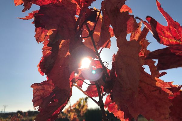 Illustration d'une vigne dans l'Aude