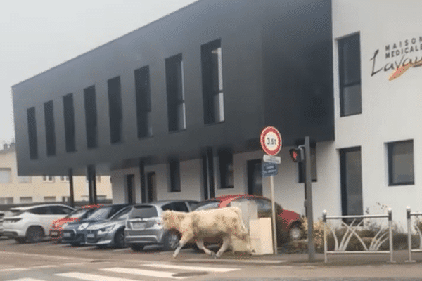 Un veau en divagation devant la maison médicale de Lavau.