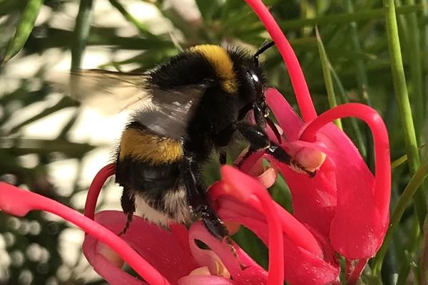 Le bourdon Bombus terrestris serait celui qui s'en tirerait le mieux.