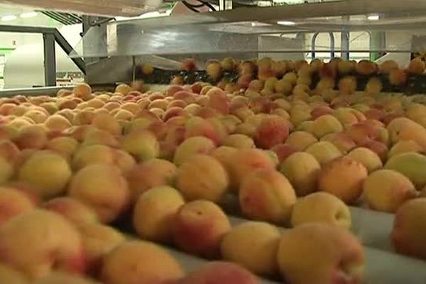 Abricots du Roussillon