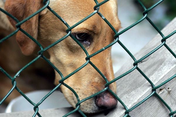 Deux labradors sont responsables de l'attaque - Photo d'illustration