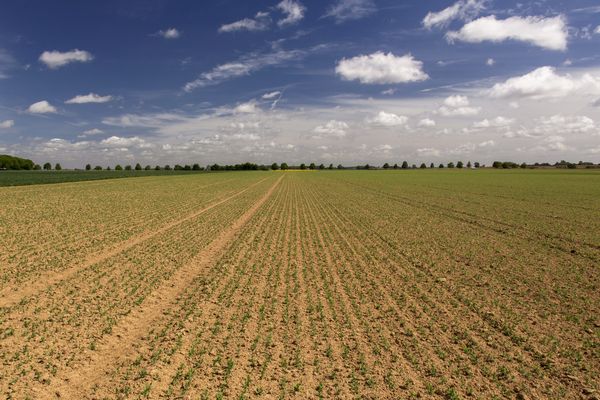 Un champs de betteraves sucrières, symbole de l'agriculture industrielle picarde.