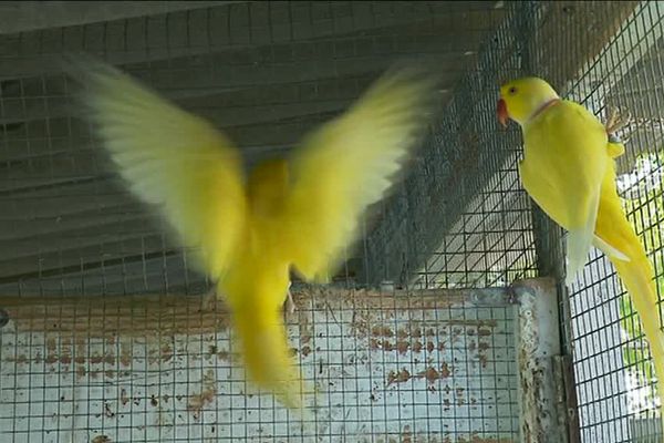 Dans ses volières, il ne reste plus que quelques oiseaux