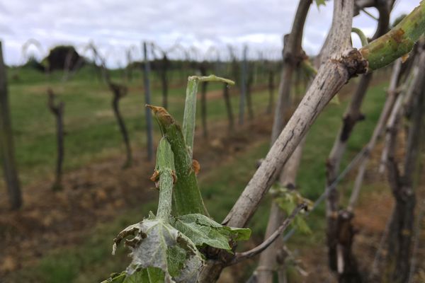 Quelques dégâts dans les vignes de Charente après la grêle - 26 avril 2019.