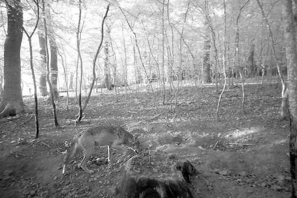 Le loup aperçu à Marcilly-lès-Buxy via un piège photo de l'OFB