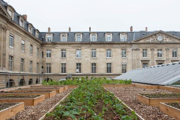 Un potager installé sur un bâtiment annexe de l'Hôtel-de-ville de Paris.