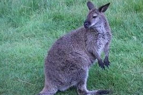 Le wallaby recueilli par Planète Sauvage est sans doute le fuyard de la forêt du Gâvre qui avait fait le buzz.