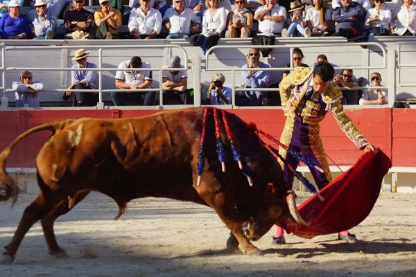 Arles, lundi de Pâques 2017. "Potrillo" de Pedraza de Yeltes dans la muleta de Morenito de Aranda. Mais c'est surtout face au cheval que cet exemplaire a brillé!