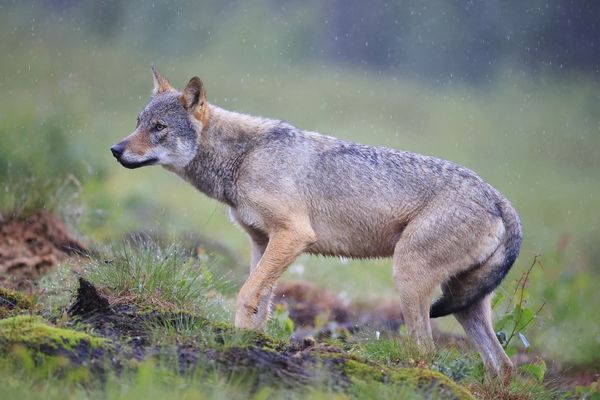 Le loup est actuellement strictement protégé en Europe. Le "strictement" pourrait bien disparaître.