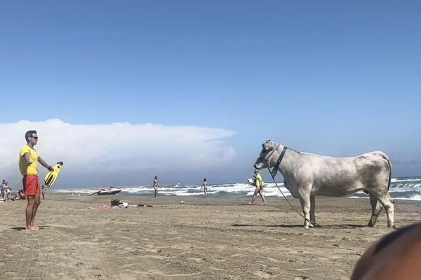 Une vache s'enfuit de son enclos et sème la pagaille sur la plage de Canet-en-Roussillon. Dimanche 17 septembre 2023.