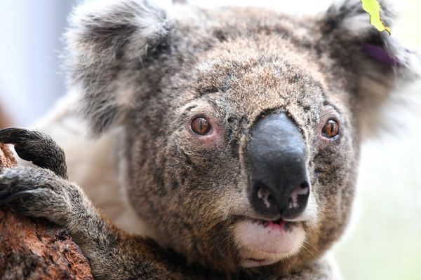 Le zoo de Mulhouse relaie l'appel aux dons de leur référent en Australie