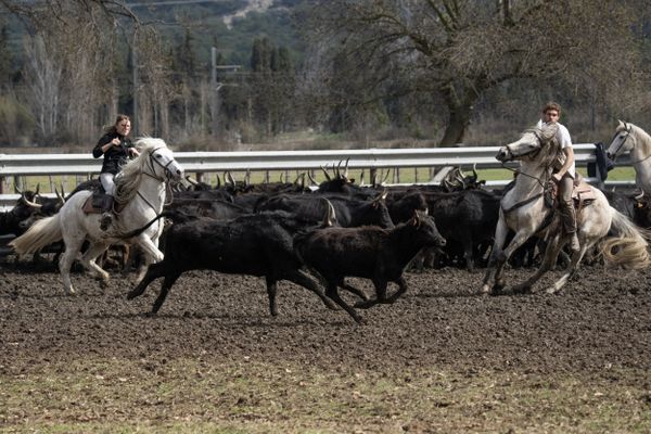 Après la publication d'une tribune dans Le Monde appelant à réformer la bouvine qui avait provoqué un tollé général Eddine Ariztegui, le conseiller municipal du Parti Animaliste de Montpellier veut faire interdire les sorties scolaires dans les manades. Contre cette nouvelle attaque, les manadiers appellent à manifester.