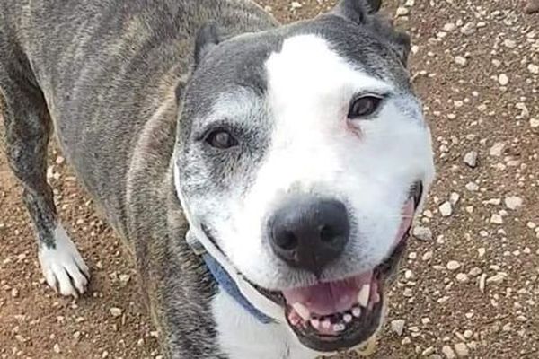 Cette chienne de 10 ans ne supporte pas ses congénères mais est très affectueuse avec les humains