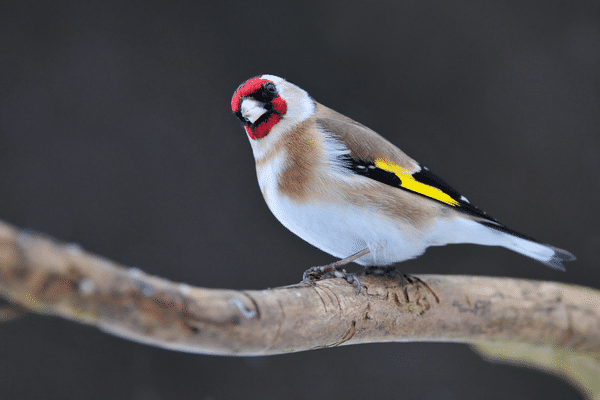 44 oiseaux de différentes espèces protégées ont été saisis par la justice