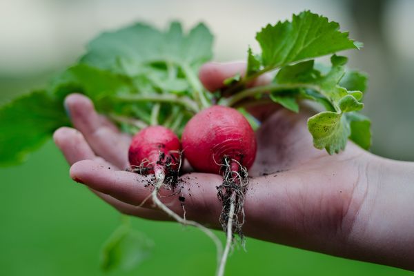 Trouver des légumes frais et de qualité est un défi pour les associations d 'aide alimentaire.