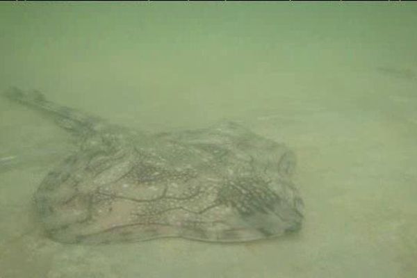 la raie brunette sera t elle à nouveau pêché dans la Manche?