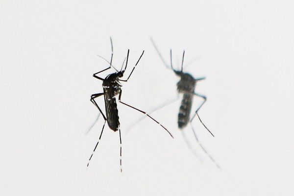 Dans l'Allier, les habitants sont invités à surveiller la présence de moustiques tigres et à les signaler à l'ARS.