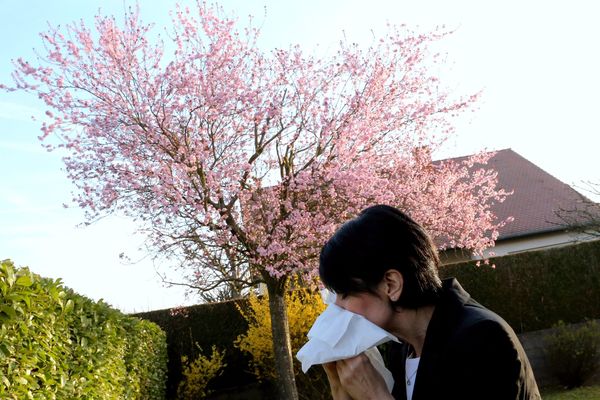 L'allergie au pollen est couramment nommée "rhume des foins", rhinite allergique ou pollinose.