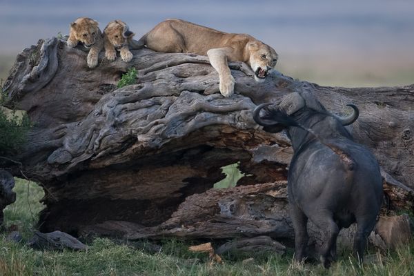 Photographie recadrée. Olivier Gonnet, photographe de Marseille, est finaliste du prix Wildlife Photographer of the Year, dans la catégorie "comportements mammifères".