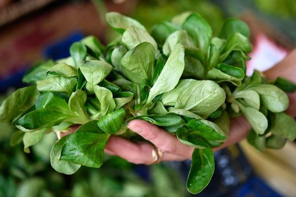 La mâche est une variété de salade qui subissait beaucoup l'utilisation du métam-sodium