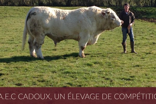 Claude Cadoux et son taureau Holiday participeront au Salon International de l'Agriculture de Paris 2017