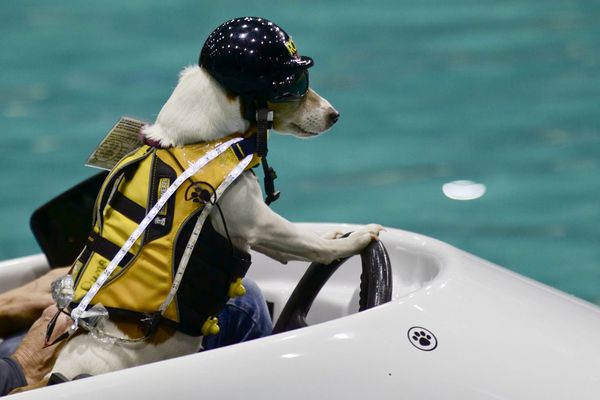 Un petit chien pilote de bateau.