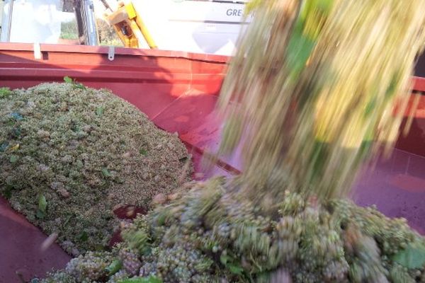 Les vendanges au Domaine de la Colombette (Hérault) - 2015