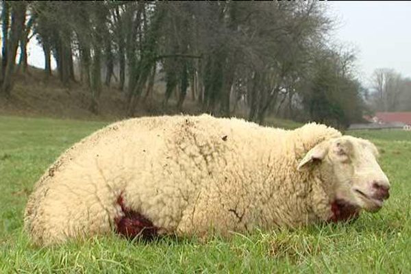 L'animal décédera quelques minutes après la prise de la photo.