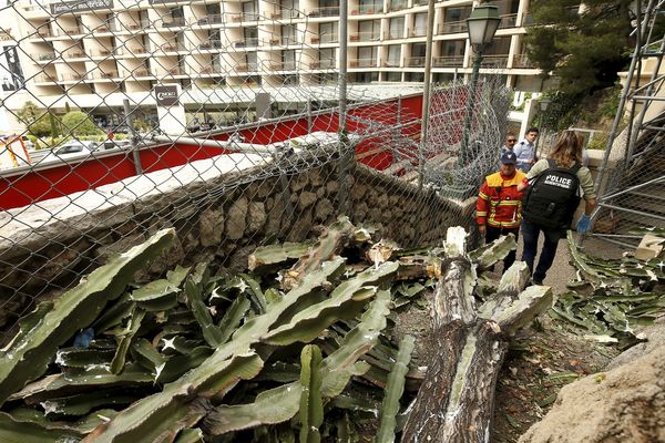 Le cactus, réduit en morceaux après sa chute.