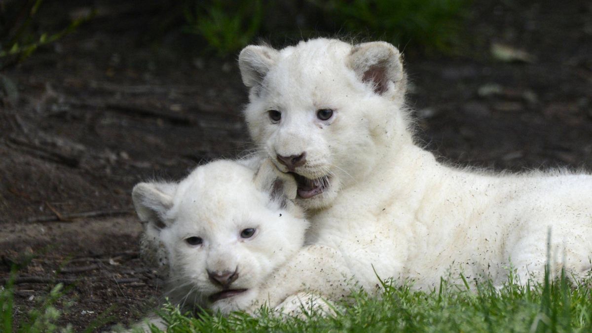 Zoo De Pont Scorff Bientot Un Centre De Rehabilitation Les Premieres Reactions Sur Le Projet De Rewild