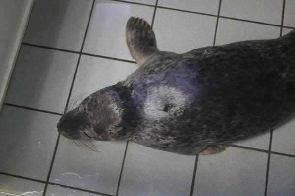 Plusieurs phoques ont été retrouvés en mauvais état sur les plages de la Seine-Maritime ces dernières semaines. Que se passe-t-il ?