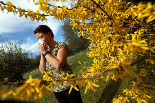 La saison des allergies et des pollens est lancée.