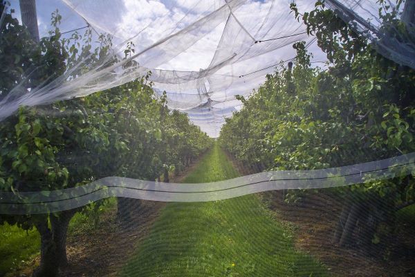 Pris dans leurs filets, deux arboriculteurs sont soupçonnés d'une fraude à la MSA proche de 3M d'euros.