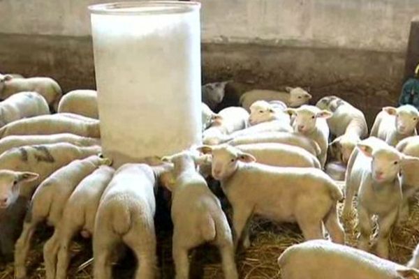 Un élevage de moutons, en Seine-et-Marne.