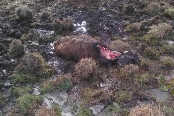 Photo du jeune bovin highland attaqué et communiquée par Marcel Ronteix - Une équipe de l'Office Français de la Biodiversité s'est rendue sur place fin janvier 2022. Les analyses ne sont pas encore connues.