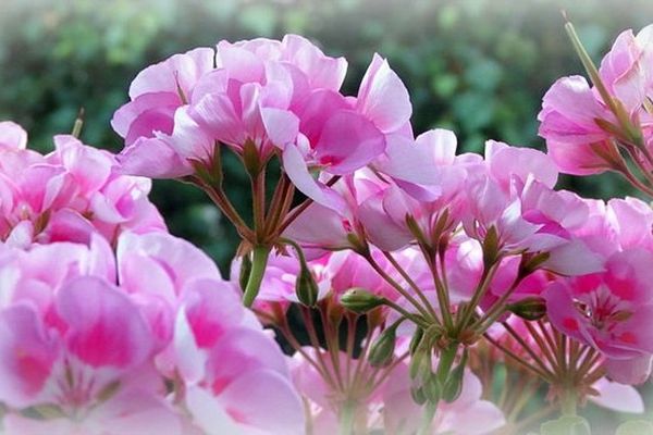 Géraniums, fleurs d'été