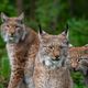 D'ici à 2130, le lynx pourrait avoir une chance sur cinq de s'éteindre.