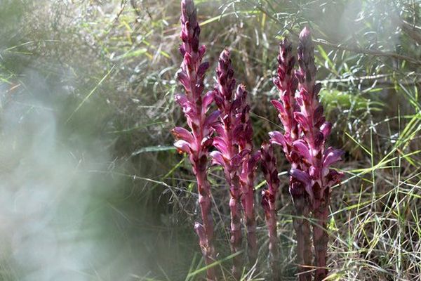 L'orobanche se développe inexorablement en Poitou-Charentes