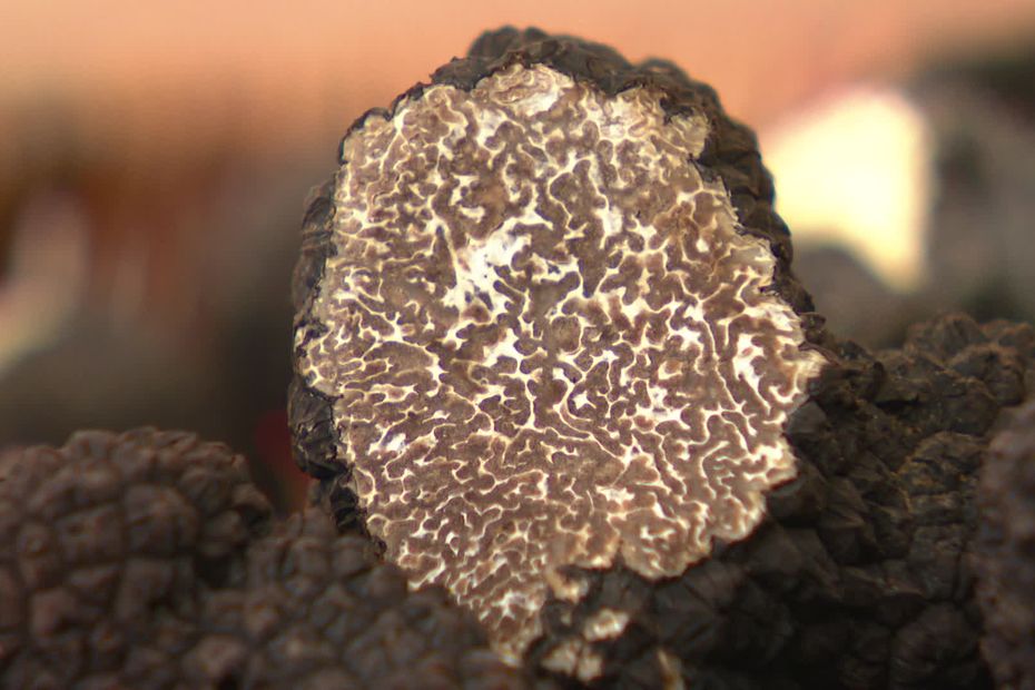 Burgundy truffles are likely to be rare, small … and expensive