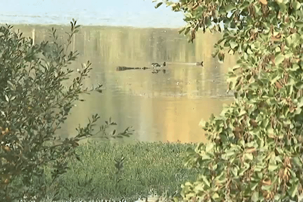 Le plan d'eau d'Uzurat en zone nord de Limoges colonisé par la jussie