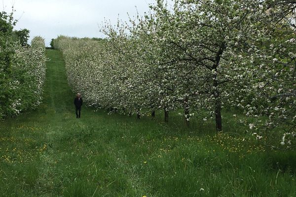 Inquiétude des 54 cidriers bretons et des 200 producteurs de pommes associés. 