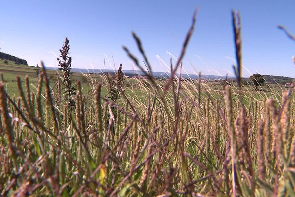 La sécheresse se prolonge, fin septembre, en Haute-Loire.