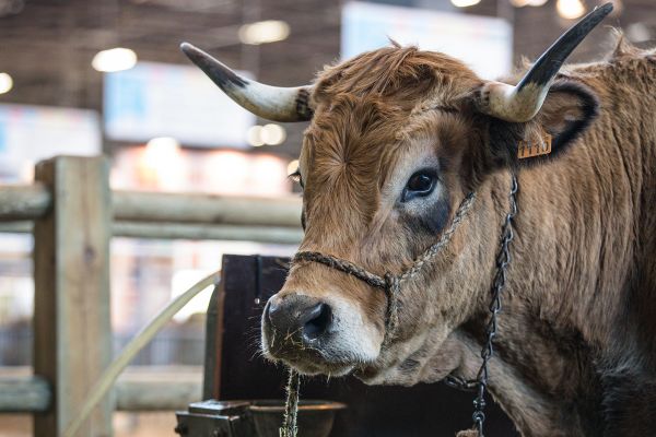 Cette année, l'Aubrac sera à l'honneur au Sommet de l'Elevage de Clermont-Ferrand.